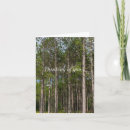 Search for natural wood cards Pine