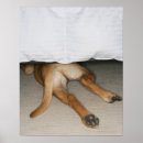 Search for lab posters Animal