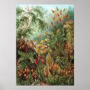 Search for ernst haeckel posters Botanical