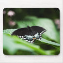 Search for swallowtail butterfly electronics Wings