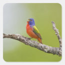 Search for painted bunting stickers Bird