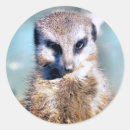 Search for meerkat stickers Cute