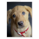 Search for fox red labrador Pets