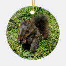 Search for squirrel christmas tree decorations Nature