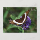 Search for admiration postcards Butterfly