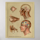 Search for phrenology head posters Brain