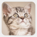Search for short stickers Pet