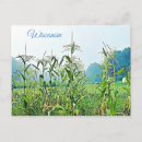 Search for corn postcards Scenic