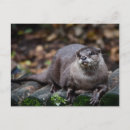 Search for otter pictures postcards Mammal