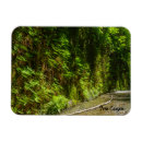 Search for fern magnets Nature