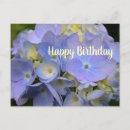 Search for hydrangeas photography Blue flowers