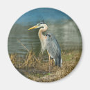 Search for herons magnets Wildlife