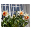 Search for daffodil art Birthday