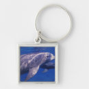 Search for bottlenose dolphin key rings Swim