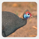 Search for fowl stickers Feather