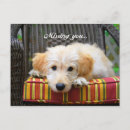 Search for golden doodle postcards Dog