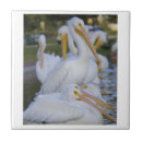 Search for pelican tiles Florida