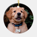 Search for yellow lab puppy christmas tree decorations Retriever