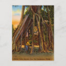 Search for banyan postcards Florida