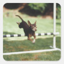 Search for hurdle stickers Outdoors