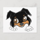 Search for shetland sheepdog postcards Miniature collie