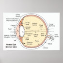 Search for human eye posters Anatomical