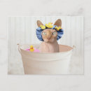 Search for sphynx cat postcards Cute