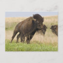 Search for tallgrass postcards Bison