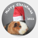 Search for white pig stickers Pet
