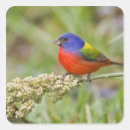 Search for painted bunting stickers Passerina ciris