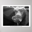 Search for kitty paw posters Paws