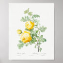 Search for vintage rose posters Garden