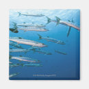 Search for barracuda magnets Animal