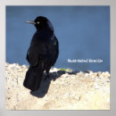 Search for tail posters Birds
