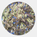 Search for willow stickers Nature