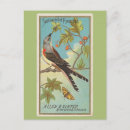 Search for swallows postcards Birds of america