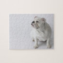 Search for english bulldog puzzles Dogs