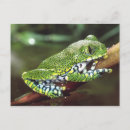 Search for treefrogs postcards Colourful