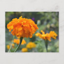 Search for marigold postcards Orange