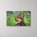 Search for pomeranian canvas prints Headshot