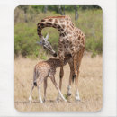 Search for giraffe pictures electronics Wild animals