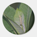 Search for monarch magnets Milkweed