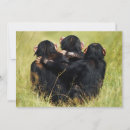 Search for chimpanzee cards Animal wildlife