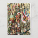 Search for congo postcards Tribal