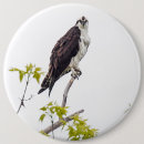 Search for stare badges Wildlife