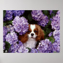 Search for cavalier spaniel king charles posters Puppies