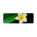 Search for frangipani flowers return address labels Yellow