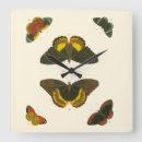Search for butterfly clocks White