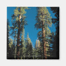Search for evergreen magnets Tree