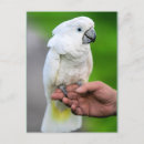 Search for white bird postcards Cockatoo